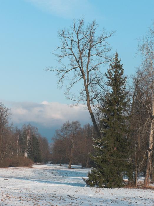 landscape of Trees in snowy Park