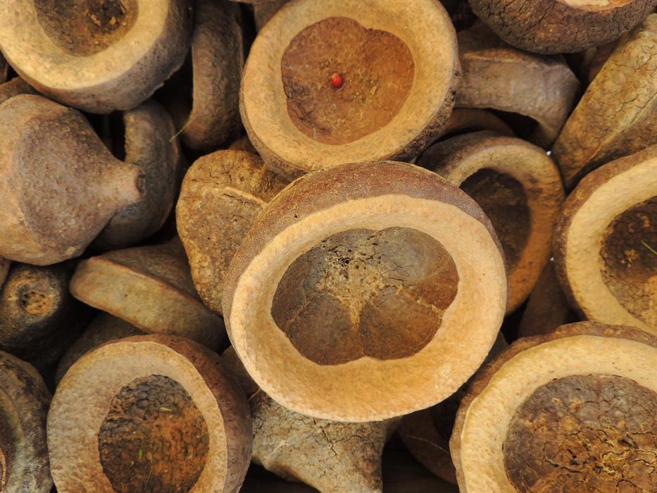 Sarastaninuss Shells