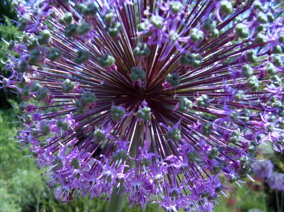 goodly Flower Purple Mainau