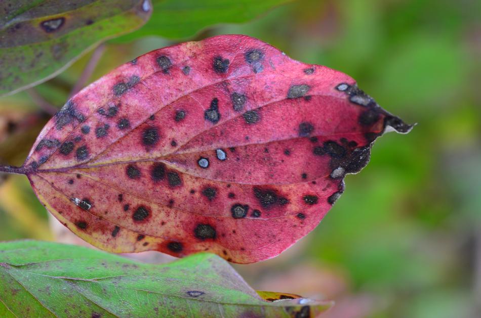 pink leaf in black dot on tree