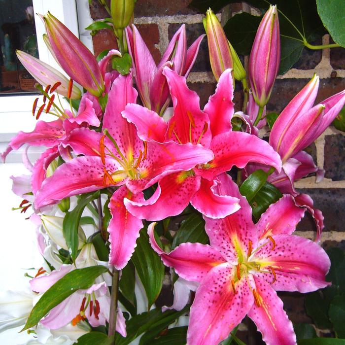 extraordinarily beautiful Stargazer Lily Pink Lilles