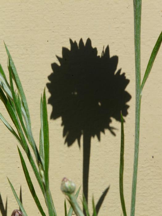 Cornflower Shadow