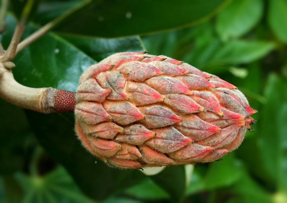 Seed Pod Magnolia close-up on blurred background