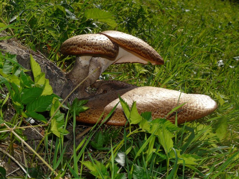 Brown mushrooms, among the green plants, in light
