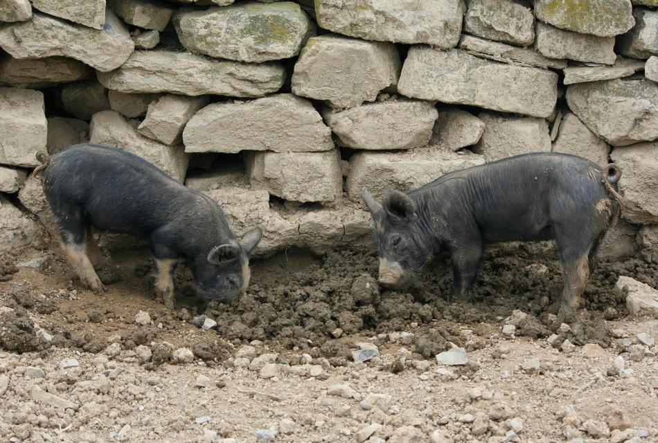 Piglets near the old stone wall