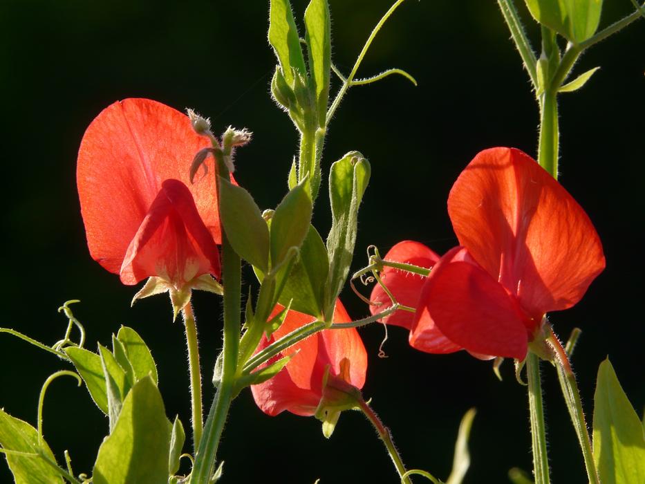 red pea flowers at dark background
