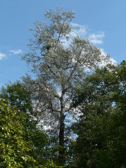 Beautiful, green Populus Alba trees, at blue sky with white clouds on background