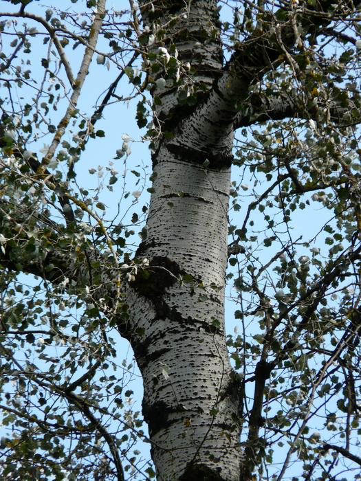 poplar close-up