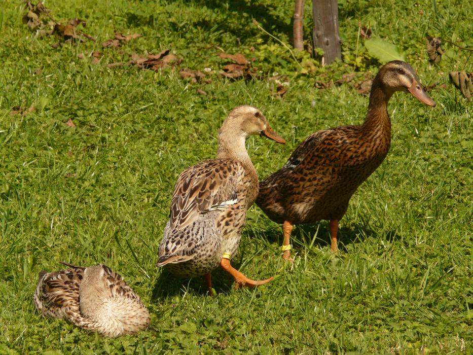 Running Duck Indian