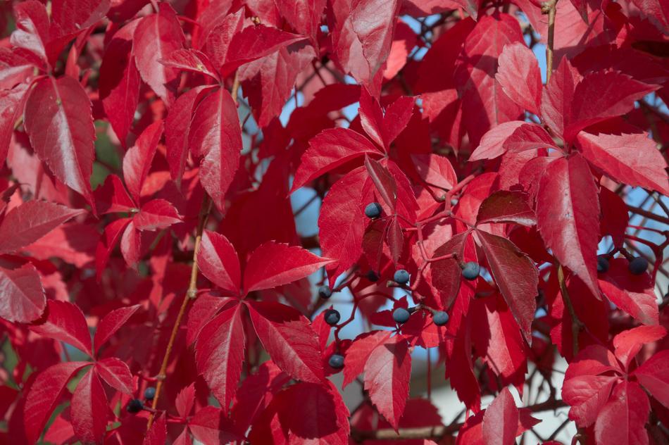 Close-up of the beautiful plant, with the red leaves and berries