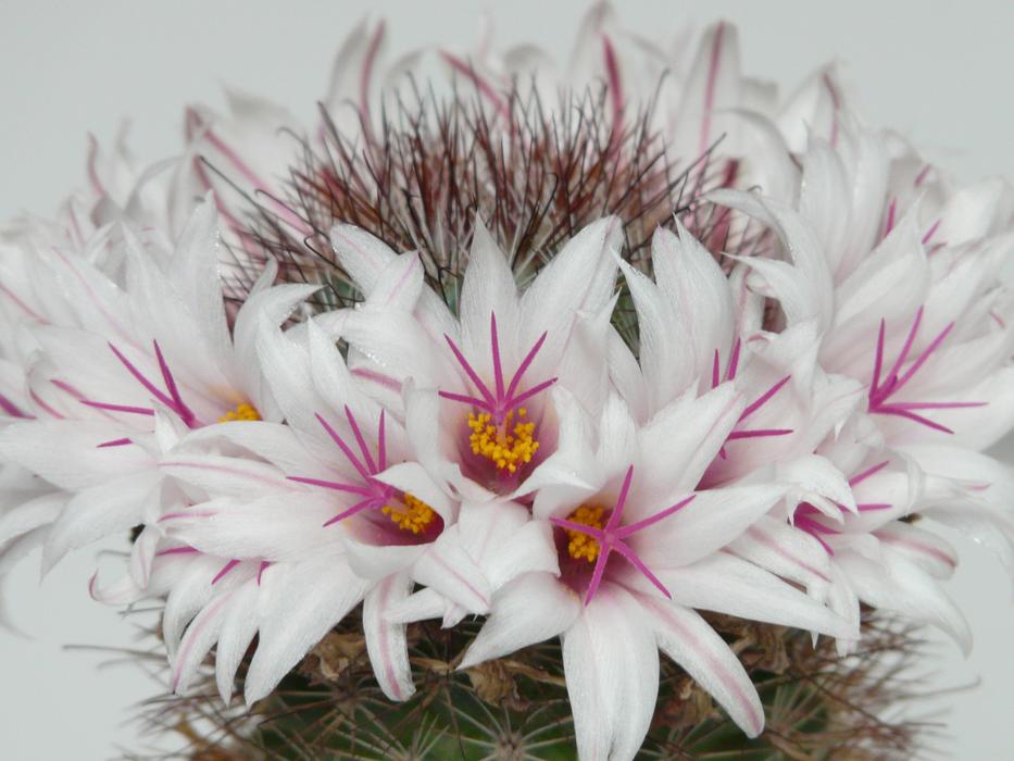 Cactus White pink Flowers