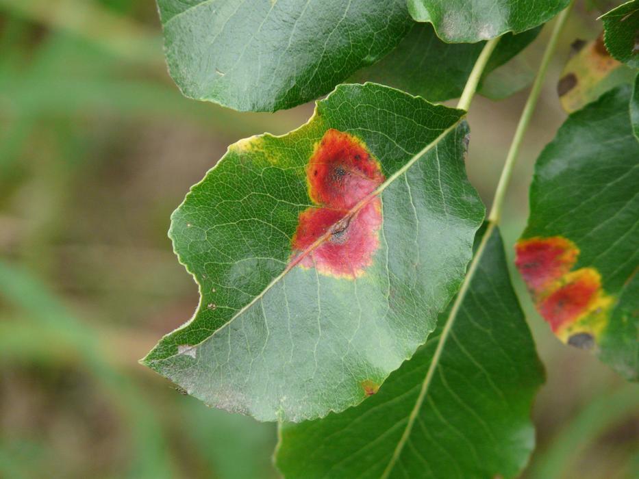 Gymnosporangium Fuscum Leaves