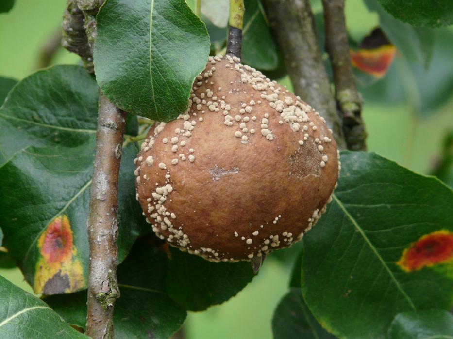 Close-up of the moldy, brown pear, among the colorful leaves on the tree