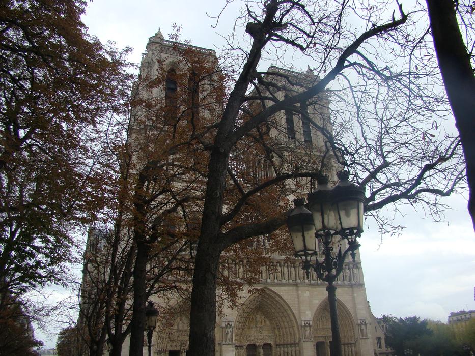 view behind the trees of Notre Dame Cathedral