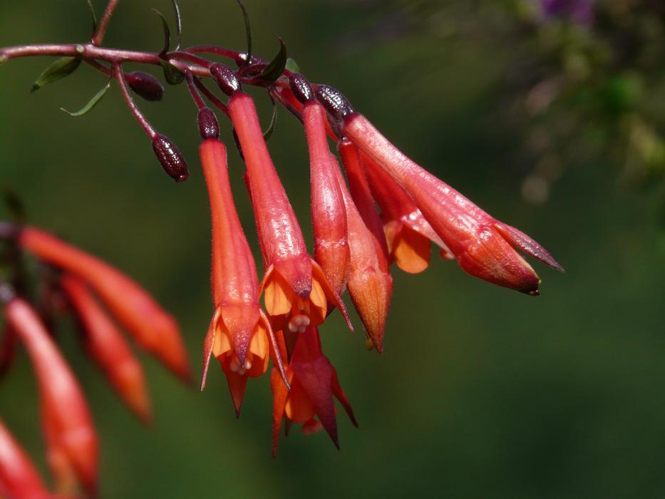 Flowers of fuchsia triphylla, macro