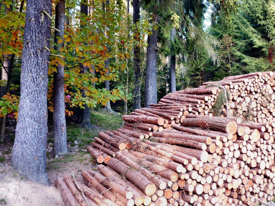 Autumn Holzstabel forest