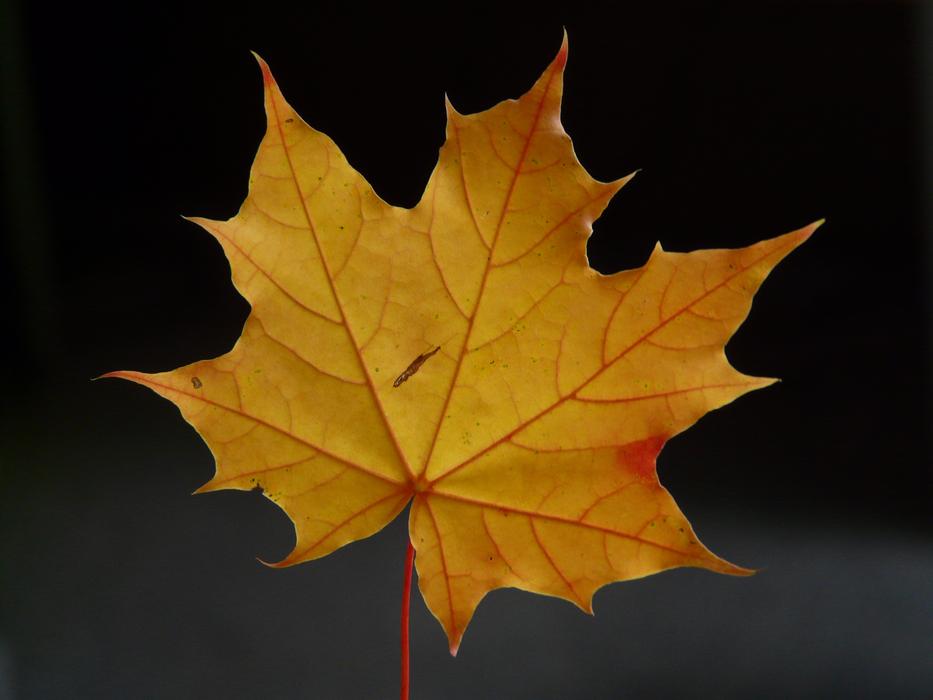maple leaf on dark blurred background