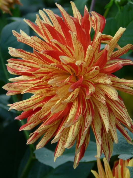 absolutely beautiful Dahlia Garden Blossom