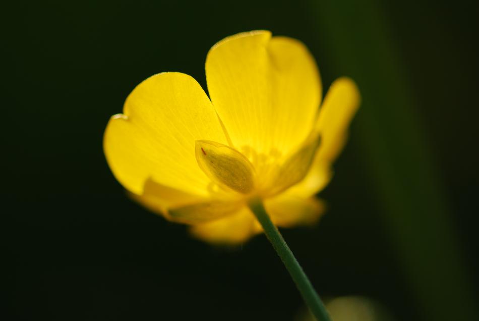 extraordinarily beautiful Flower