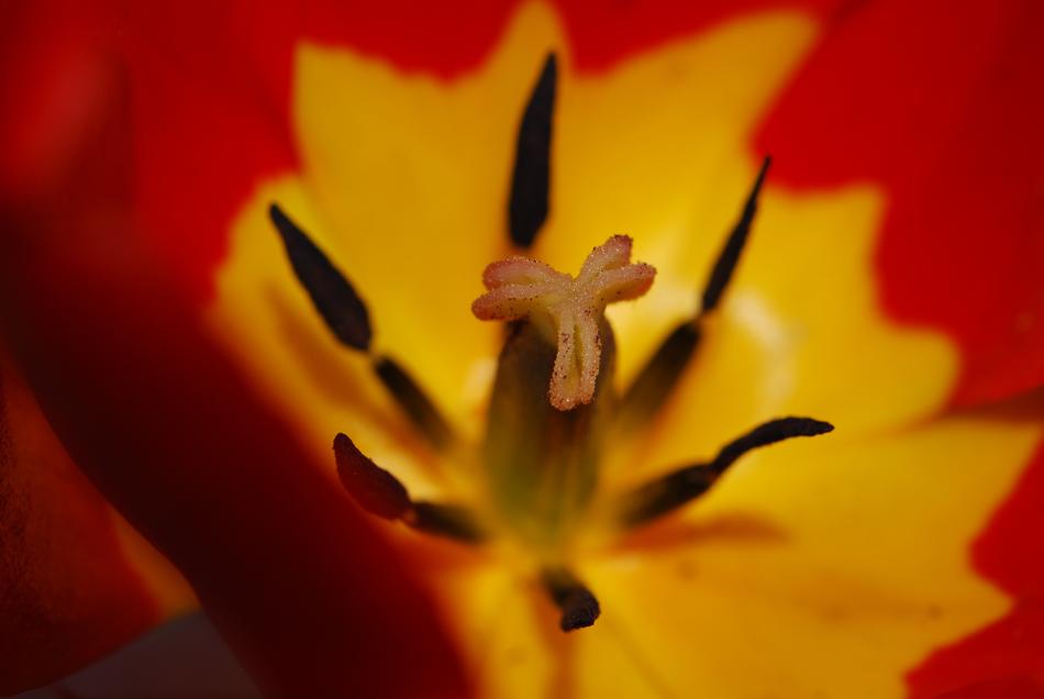 extraordinarily beautiful Flower Tulip Red