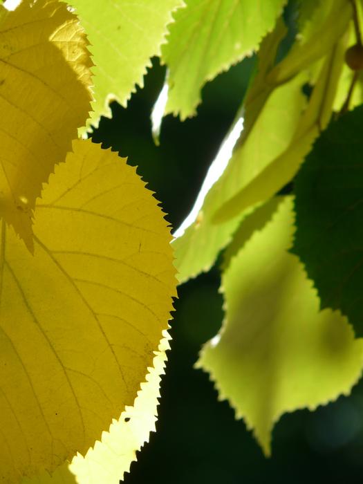 Lipovina Leaves yelloe green