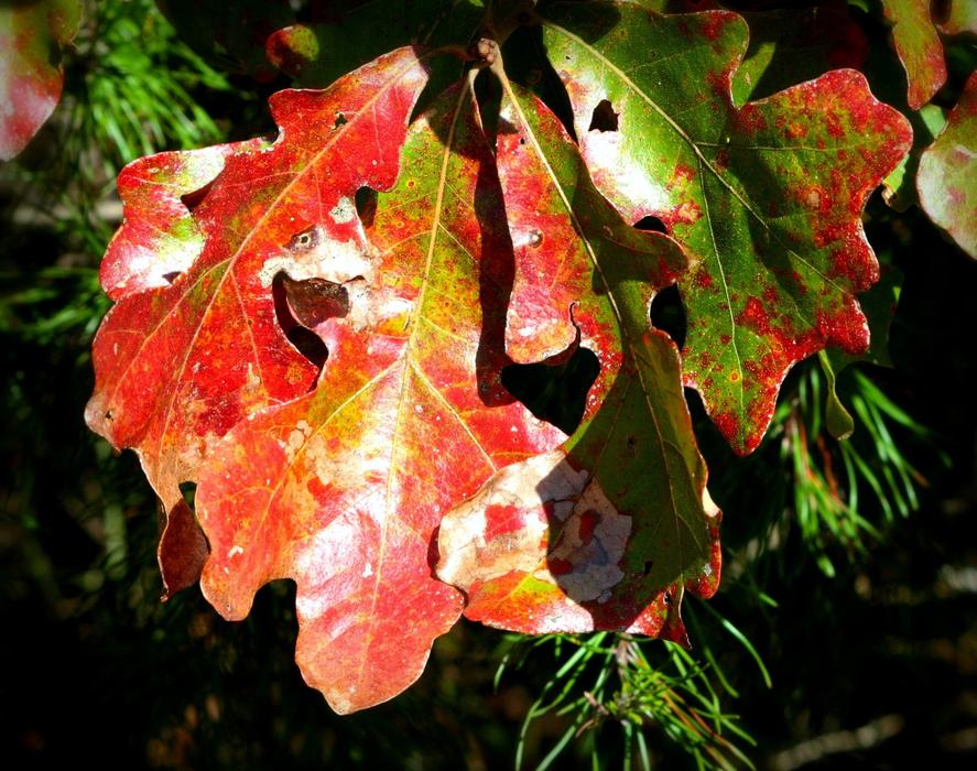 Close-up of the beautiful and colorful, shiny oak leaves, in the fall