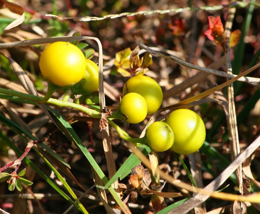 closeup view of Sand Briar Carolina Horsenettle