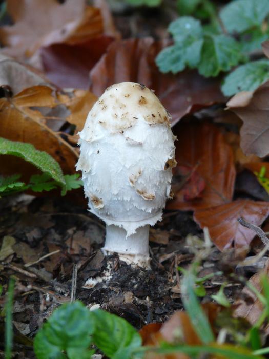 Mushroom Launchy Young white in foliage close-up