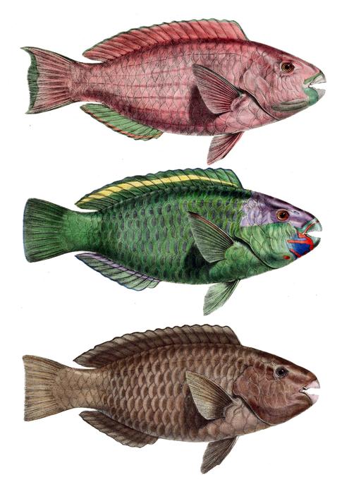 Parrot Fish colors