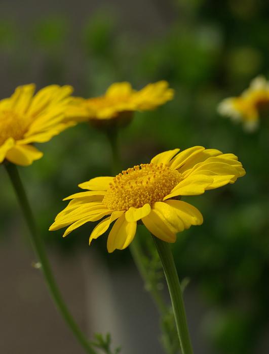goodly Chrysanthemum Flower