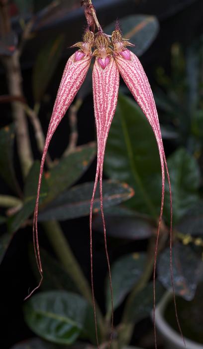Orchid pink green