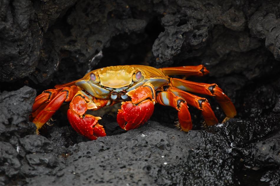 Crab Red Grapsus on gray soil close-up