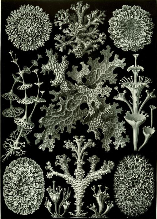 haeckel lichenes