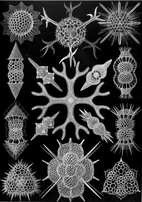 endoskeletons of Single Celled Organisms