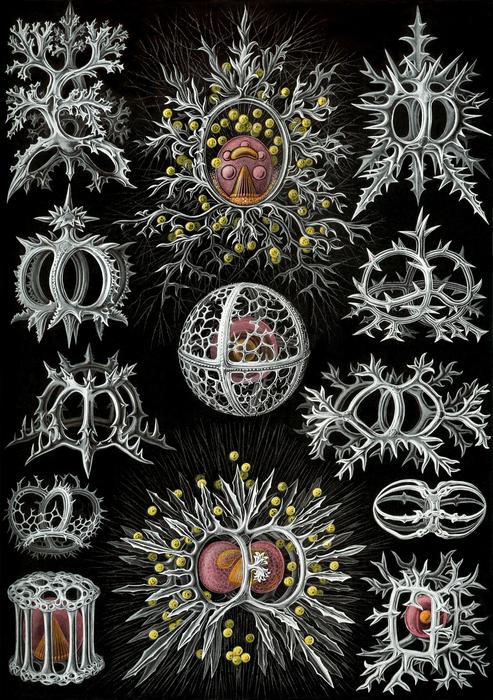 Single Celled Organisms clipart