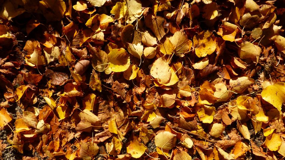 Autumn Leaves as background