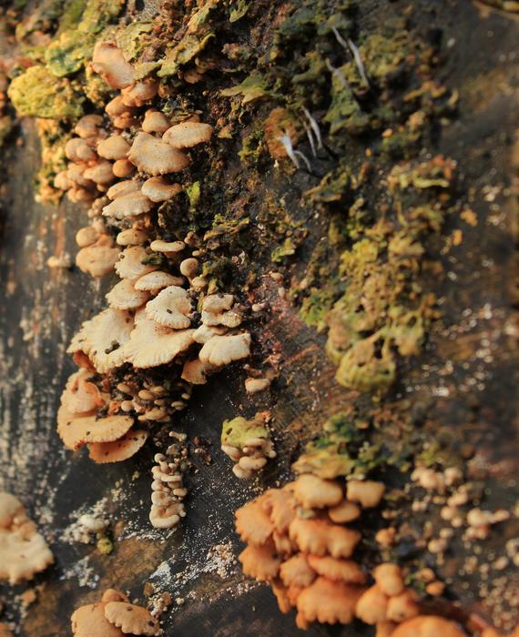 Colorful mushrooms on the wood in autumn