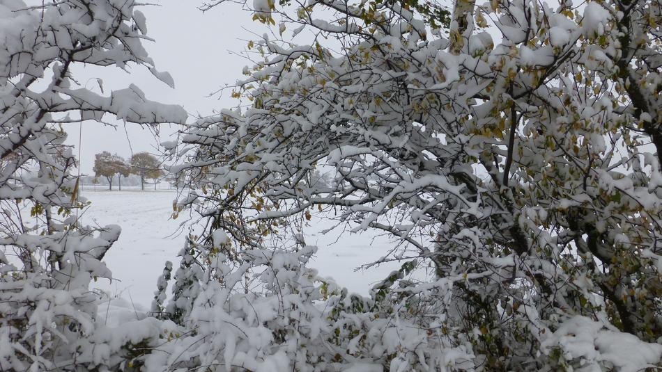 Beautiful landscape with the snowy bushes, in the autumn