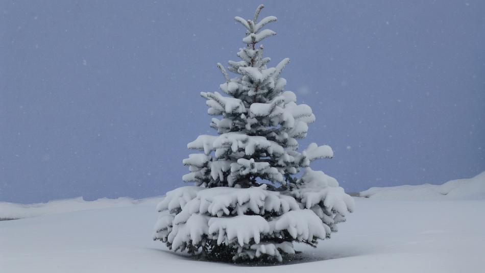 Beautiful, green fir trees in snow, in AllgÃ¤u, Germany, in 2012