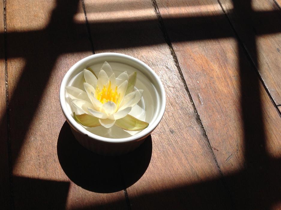 Water Lily in Bowl