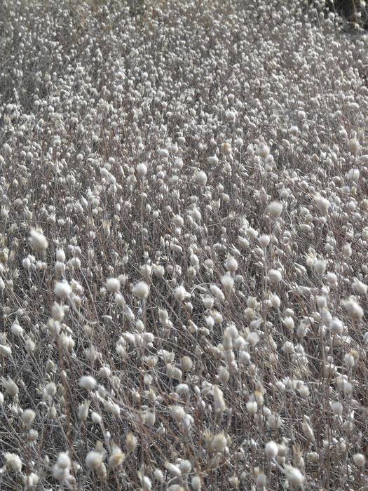 unusually beautiful Flowers White Field