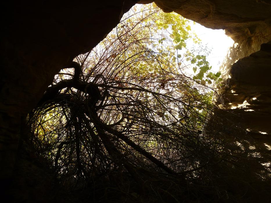 dry tree in the grotto