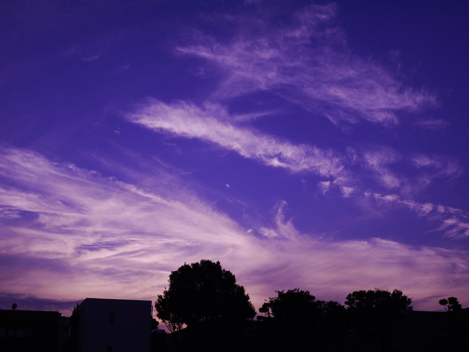 purple evening over black silhouettes