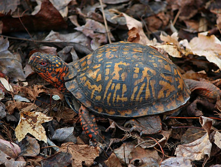 Eastern Turtle leaves dray