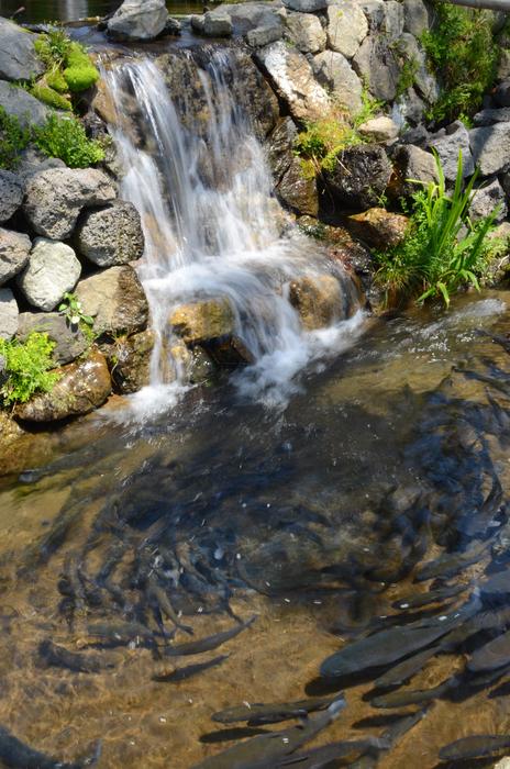 Beautiful waterfall of the beautiful pond, with fish, among the stones and plants