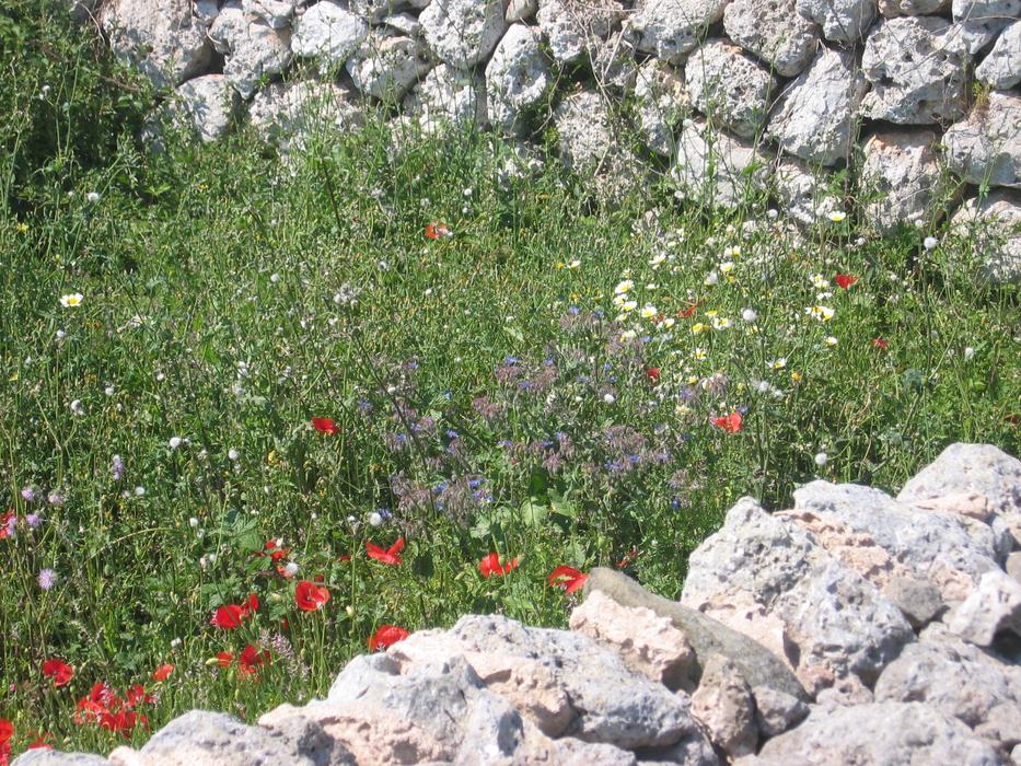 Beautiful green field with colorful wildflowers, among the stone wall in Southern Europe