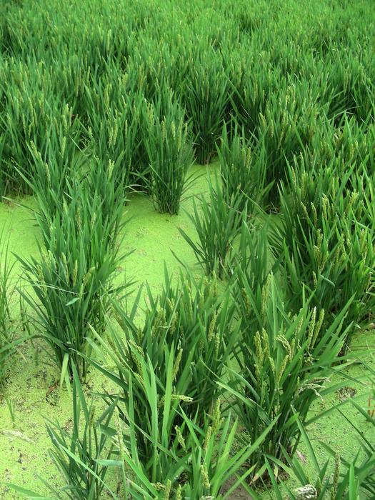 Rice Field in Spain