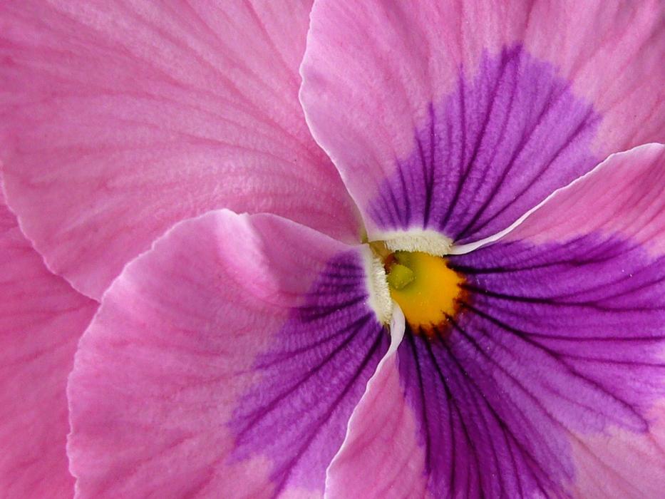 magnificent Pansy Flower