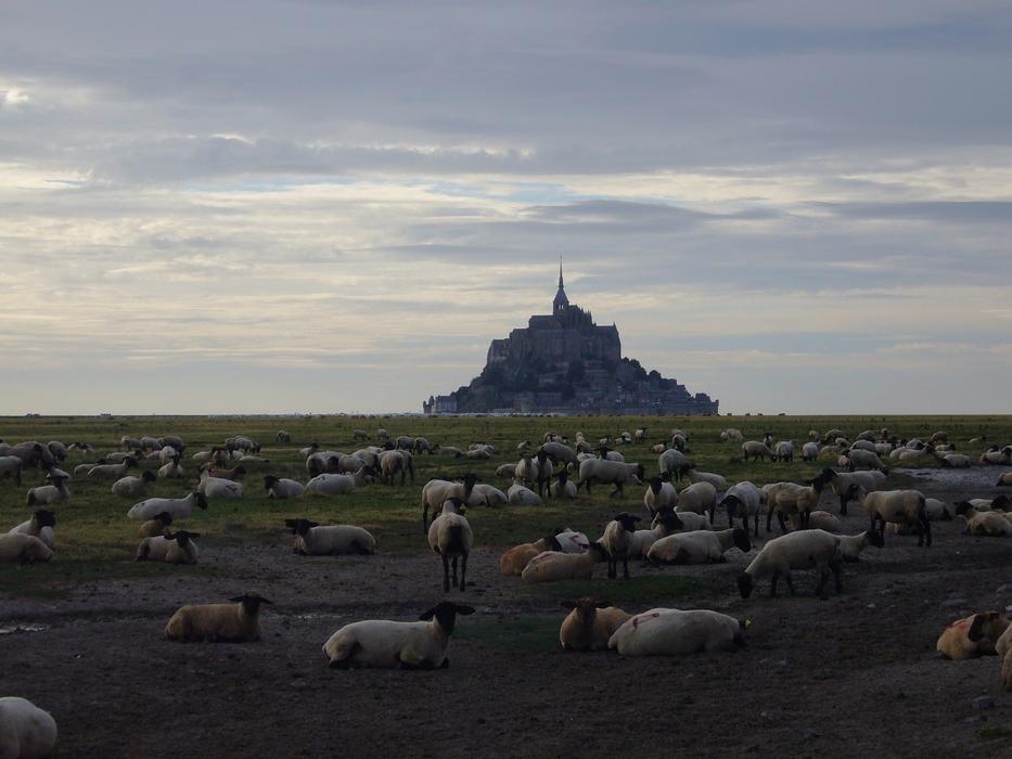 Mont St'Michel and Sheep Flock