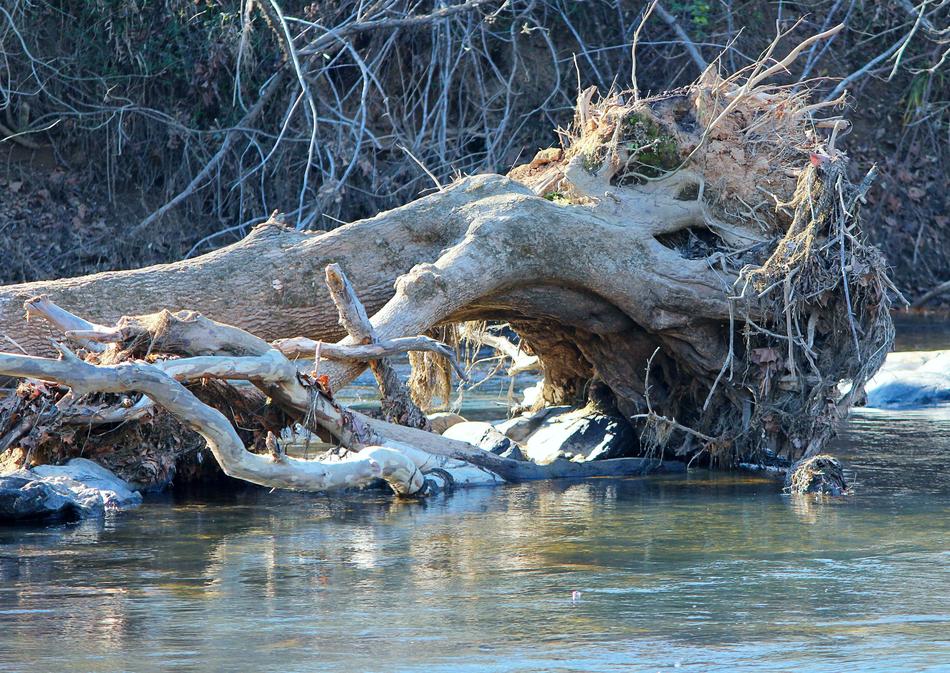 a tree falling from a hurricane in a river